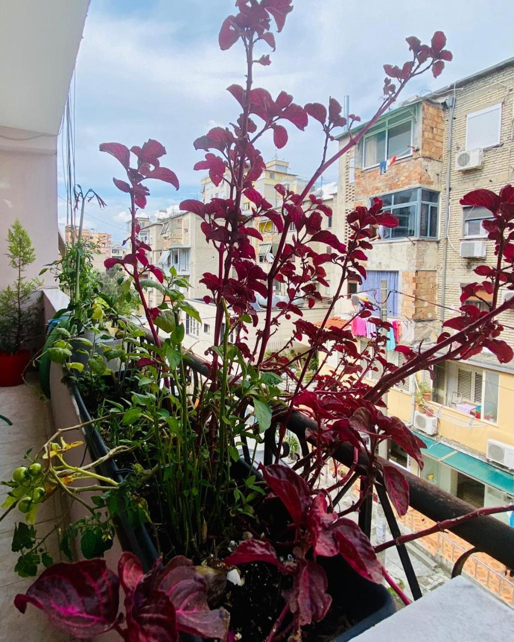 Apartment 地拉那 外观 照片